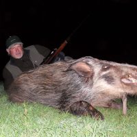 Bush Pig - Hoeksfontein (2)