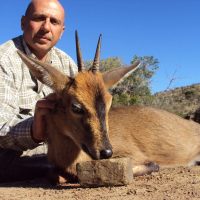 Grey Duiker - Hoeksfontein Safaris (10)