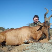 Red hartebeest - Hoeksfontein Safaris za ec 2025 (6)