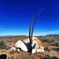 Scimitar Oryx - Hoeksfontein Safari - South Africa