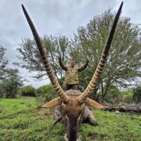 Waterbuck - Hoeksfontein Safari - South Africa